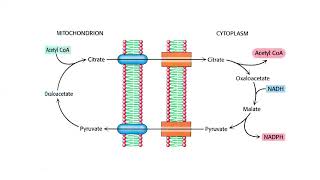 Metabolismo Intermediario  35  Parte 2  Lipogenesis [upl. by Irehc]