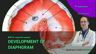 DEVELOPMENT OF DIAPHRAGM  EMBRYOLOGY [upl. by Amek]