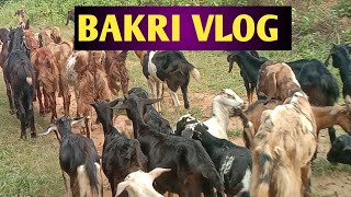 BAKRI VLOG Bakri [upl. by Emia711]