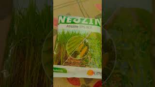 Atrazine upliftingtrance herbicida neozi chemistry [upl. by Barhos]