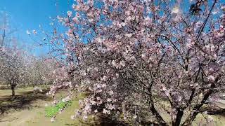 Almond Blossom in Bakersfield California [upl. by Notelrahc]