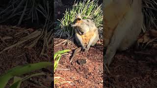 The Red Necked Wallabies Australia [upl. by Nylcsoj]