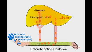 Bile Acid Sequestering Drugs [upl. by Fritzie]