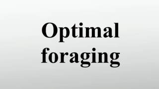 Optimal foraging [upl. by Evod]