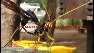 The amazing wasp with superhero senses [upl. by Dworman]