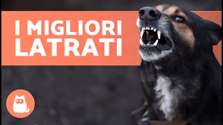 I migliori VIDEO di CANI CHE ABBAIANO 🐶🐾 LATRATI DI CANI Arrabbiati Felici e Divertenti [upl. by Hogarth979]