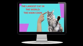 The Main Coon Cat The Most Majestic Cat Breed Youll Ever See catvideos maincoon catlovers [upl. by Basil]