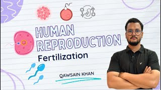 Fertilization  How fertilization occurs in human live  Fertilization in hindi live  Class 12th [upl. by Aryaz968]