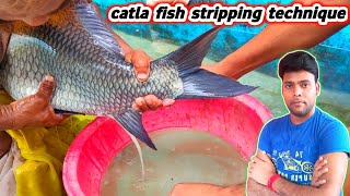 cattle fish breeding process  fish egg collection and breeding  fish seed production in india [upl. by Estella229]