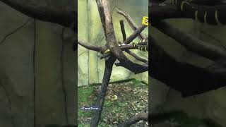 Mangrove snake 🐍 malaysia cutest2animal snake snakes snakevideo youtubeshort youtubeshorts [upl. by Nyrb135]