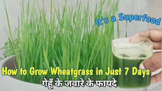 How to Grow Wheatgrass in 7 Days 🌾  Health Benefits of Wheatgrass  गेंहू के जवारे [upl. by Naitsirt]