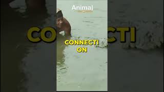 The Man Who Swims With Crocodile  Animal Geographic [upl. by Airoled]