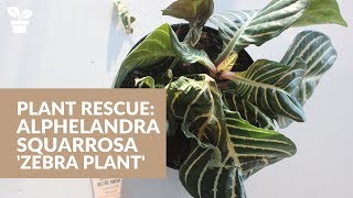 Plant Rescue Zebra Plant  Alphelandra squarrosa [upl. by Ahsiya]