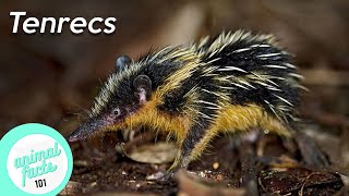 Tenrecs • Lowland Streaked Tenrec • Lesser Hedgehog Tenrec • All You Need To Know [upl. by Ennayehc]