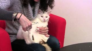 Alternatives to Declawing Cats How to Trim Cat Claws at Home [upl. by Netta]