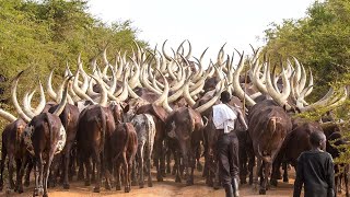 African Farmers Raise Millions Of Livestock This Way  African Farming [upl. by Ahsemrak726]