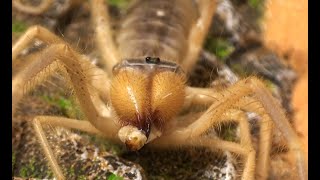 Camel Spider Solifugae From Iraq is Always Eating [upl. by Rehnberg]