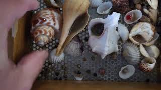 Sloughing bags of sand for fossils sea shells and gemstones  International Mermaid Museum WA [upl. by Sergo]