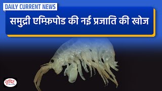 New species of marine amphipod discovered  Daily Current News  Drishti IAS [upl. by Yehsa]