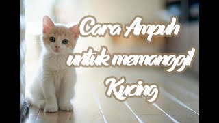 Suara Kucing Memanggil Anaknya [upl. by Perseus]