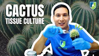 Cactus Tissue Culture Propagation Secrets Revealed by Lab Director Francisco [upl. by Eentruoc]