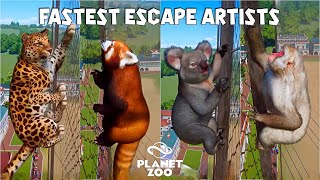 Planet Zoo Animals Escape Race  Amur Leopard Koala Red Panda Brown Bear Japanese Macaque [upl. by Anamuj552]