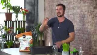 How to Grow Wheatgrass Indoors for Juicing [upl. by Gnaoh]