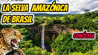 LA SELVA DE BRASIL La selva de Brasil documental LA SELVA AMAZONICA DE BRASIL [upl. by Nortyad]