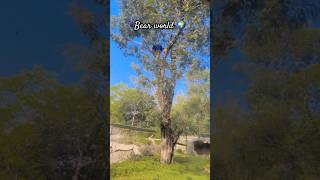 Bear world 🌍 🐻 l bear zoo animal animallover shorts minivlog trending shortvideo l [upl. by Floeter]