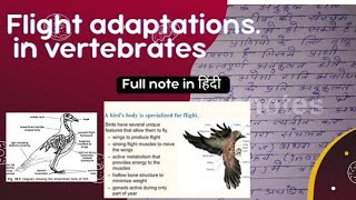 Flight Adaptation in vertebrate  full notes in hindi  MSC ZOOLOGY NOTES IN HINDI [upl. by Trilbie18]