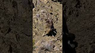 Markhor Himalayan Ibex 🇵🇰 markhor himalayanibex pakistan ilovepakistan trendingshorts [upl. by Len]