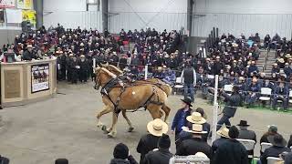 2023 Mid Ohio Draft Horse Sale Lot 1342 amp 1343 Belgian TeamWhat A Deal [upl. by Irat]