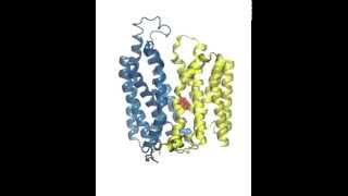 OutwardtoInward Conformational Change of Fucose Transporter [upl. by Glick]