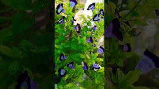 torenia flower 💐💐torenia plantmanojgardenflowersgardenfloweringplanttorenia [upl. by Urata]