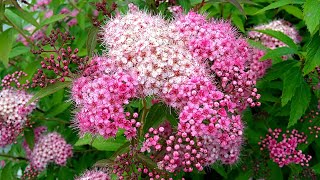 A Shrub as Soft as Valvet Anthony Waterer Spirea  Spiraea Japonica  Japanese Spirea [upl. by Laval]