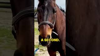 AMAZING to See RESCUE HORSE Process the Chiropractic Adjustments for its Lymes Disease ACHES amp PAIN [upl. by Ithsav]