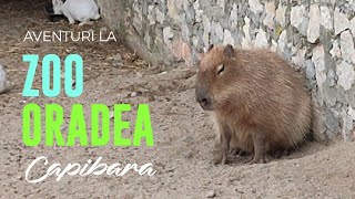 Aventuri la Zoo Oradea  CAPIBARA [upl. by Iseabal]