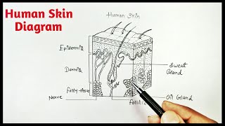 Human skin Diagram easily step by step for beginners [upl. by Lekar685]