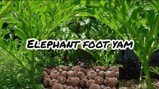 Elephant Foot Yam Cultivation  How to Grow Elephant Foot Yam  Elephant Foot Yam Farming [upl. by Yrruc]