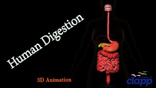 Human Digestive System A complete guide 3D Animation [upl. by Elizabeth]