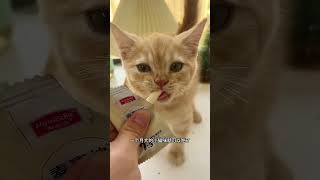 No cat can resist the nutritious and teethgrinding frozen goat milk Cute pet products Cute pe [upl. by Oaoj]