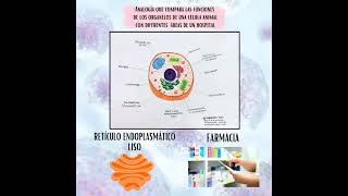 Analogía las funciones de los organelos de una célula animal con diferentes áreas de un hospital [upl. by Ramey347]