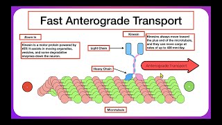 Axoplasmic Transport [upl. by Ueihtam259]