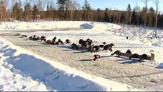 20190210  853 Turkeys of the Brownvilles Food Pantry For Deer [upl. by Bremen]