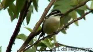 Yellowrumped Tinkerbird  Pogoniulus bilineatus [upl. by Ainotna]