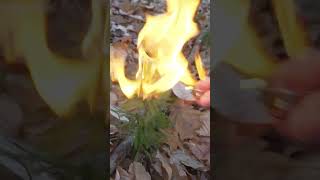 This Wild Plant is Highly Flammable [upl. by Eilrahc]