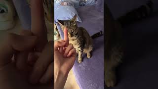 Cat vs owner🤣🤣🙀 Animallovers foryou fyp longervideos America cats cutepets funnycats [upl. by Aihtebat]