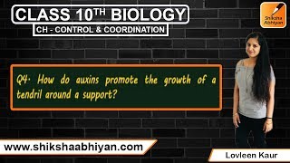 Q4 How do auxins promote the growth of a tendril around a support [upl. by Brunella270]