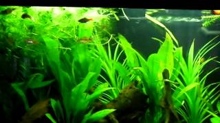 Juwel Rio 125 2  Odessa Barbs and Variatus Platy [upl. by Julietta]