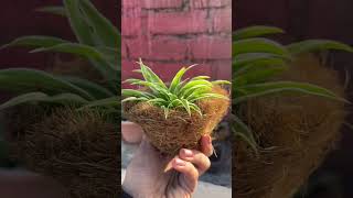 Easiest way to propagate spider plant  checkout the whole video on my yt channel [upl. by Ag649]